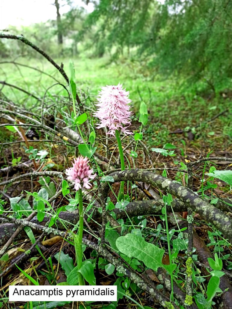 Anacamptis pyramidalis