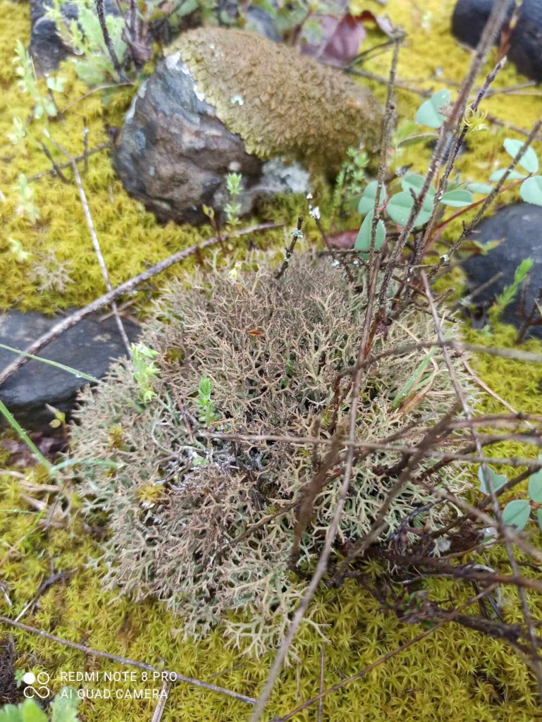 Cetraria islandica - Lichene islandico - particolare