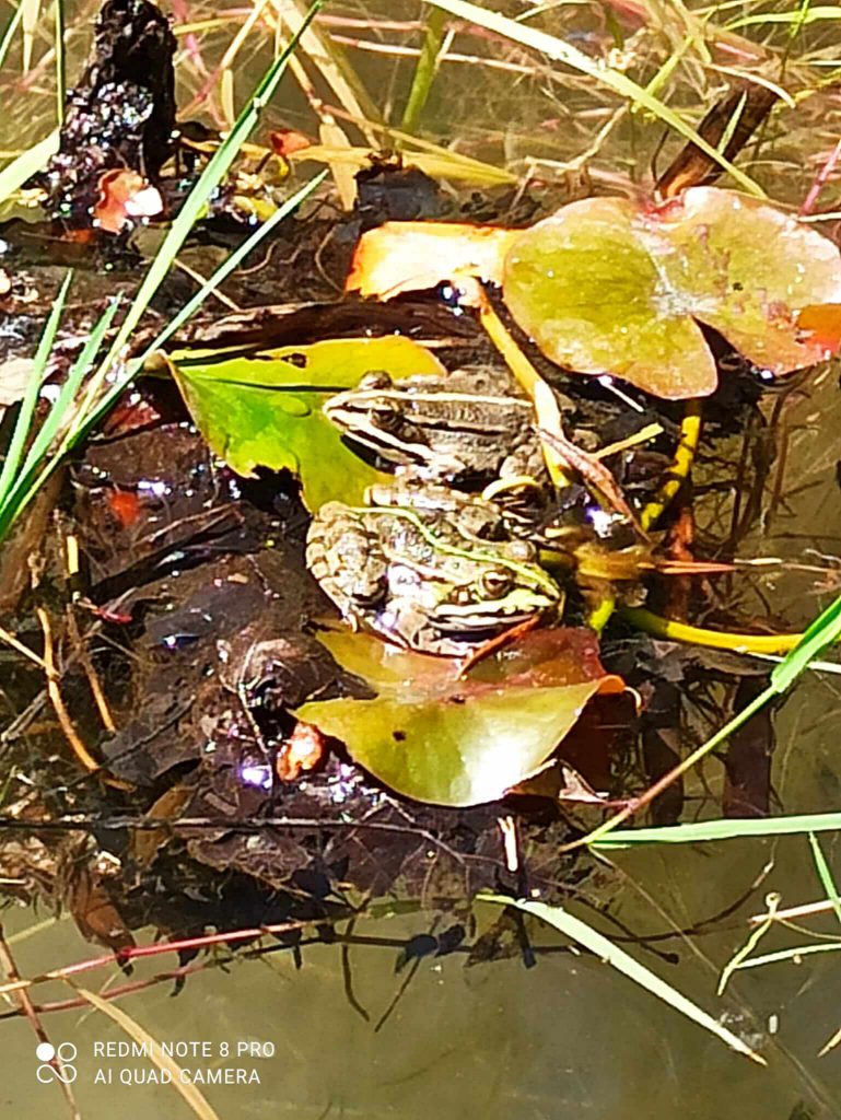 Pelophylax esculentus rana verde