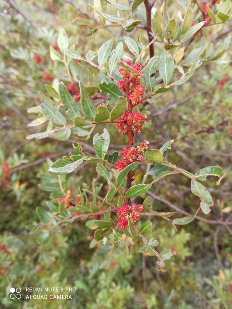 Pistacia lentiscus fiori di lentisco