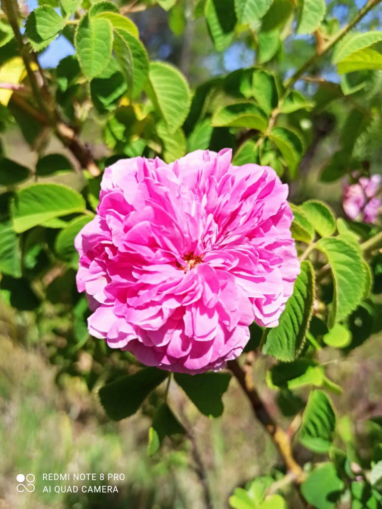 Rosa damascena