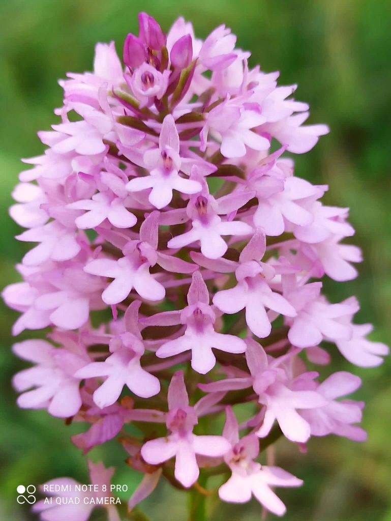 Particolare di Anacamptis pyramidalis