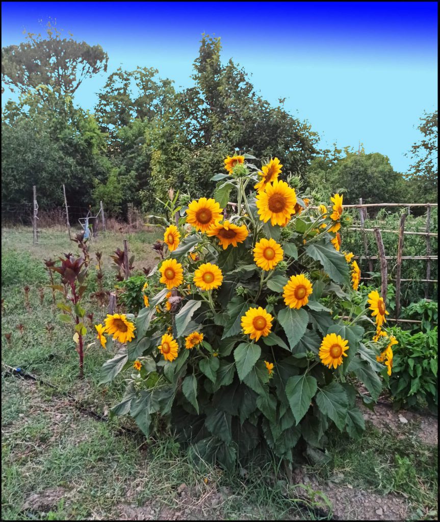 Ortivi con piramide di girasoli