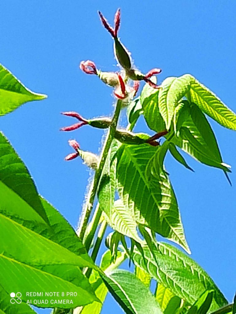 Fiori della noce della Manciuria