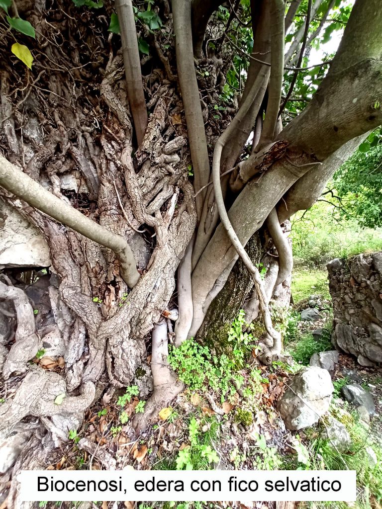 Hedera helix biocenosi edera con fico selvatico Ficus carica