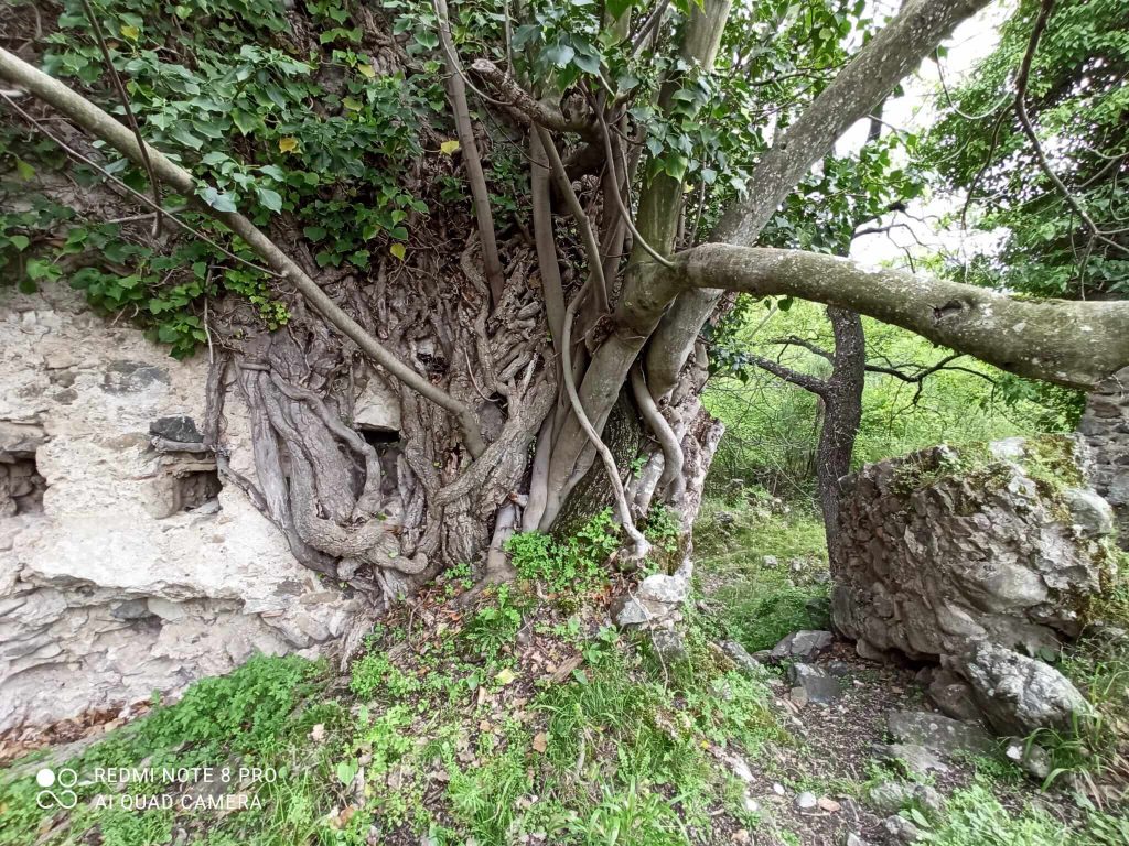 Hedera helix con fico selvatico sui ruderi Ficus carica