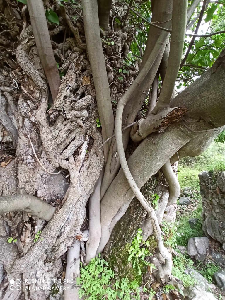 Hedera intrecciata 2