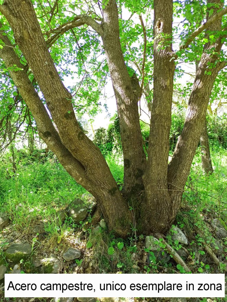 Acero campestre unico esemplare in zona