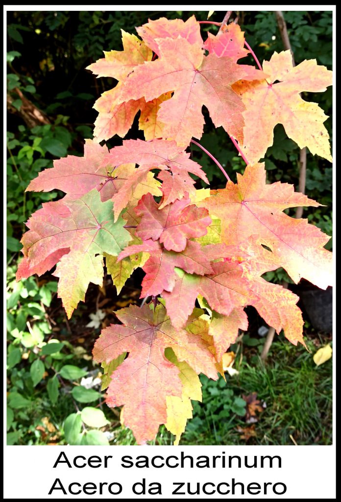 Acero da zucchero Acer saccharinum