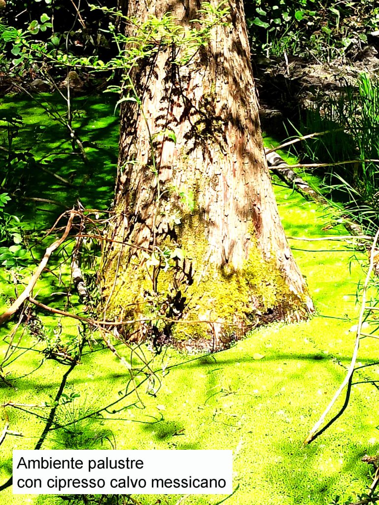 Ambiente palustre con cipresso calvo messicano