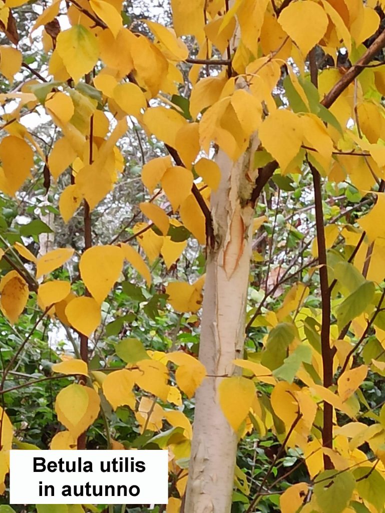 Betulla in autunno Betula utilis