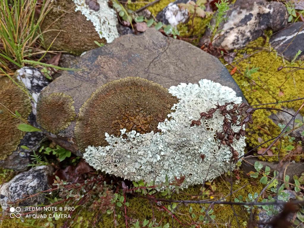 Diverse specie di licheni