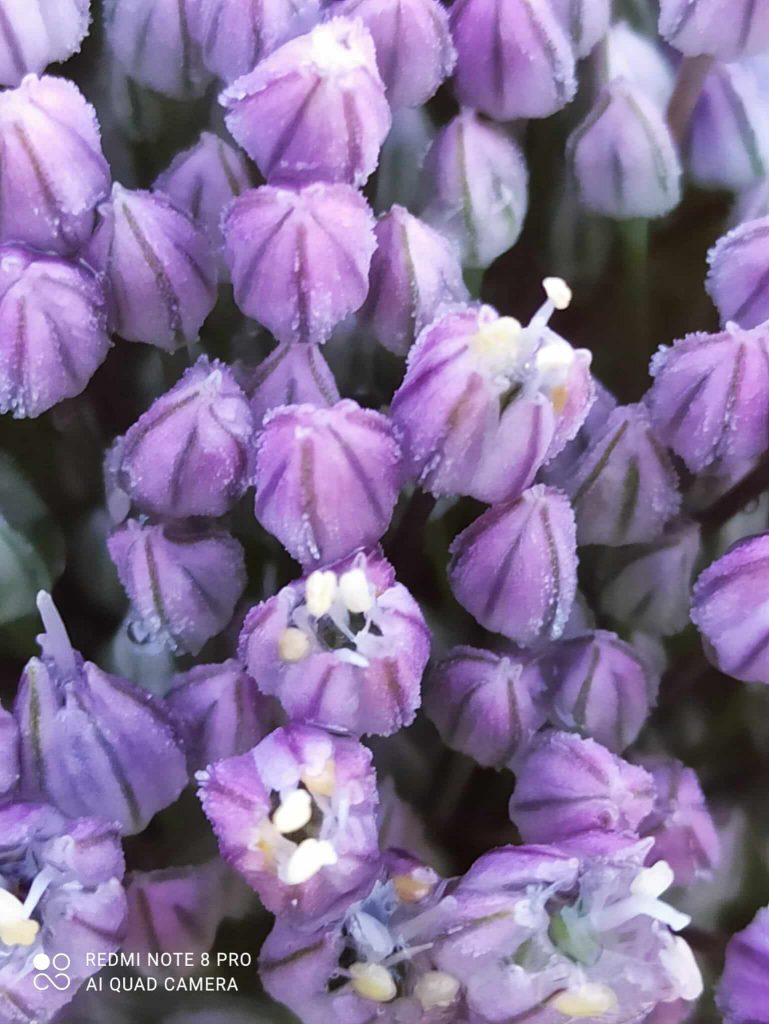 Fiori di cipolla dettagli