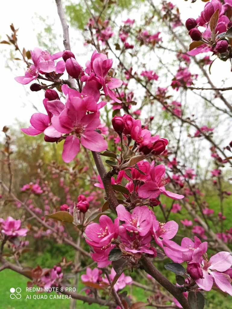 Fioritura del melo var. Red love