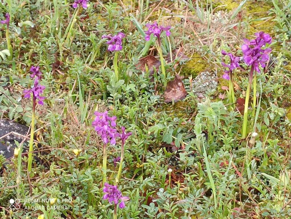 Fioritura di orchidee