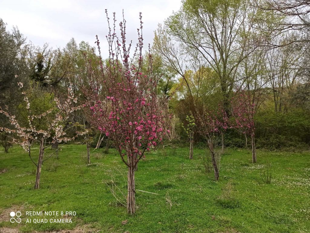 Frutteto antiche varietà in fiore