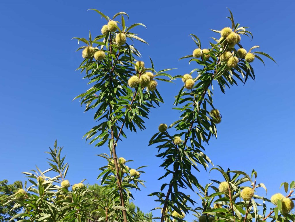 Frutti di castagno nel giardino botanico var. Montella