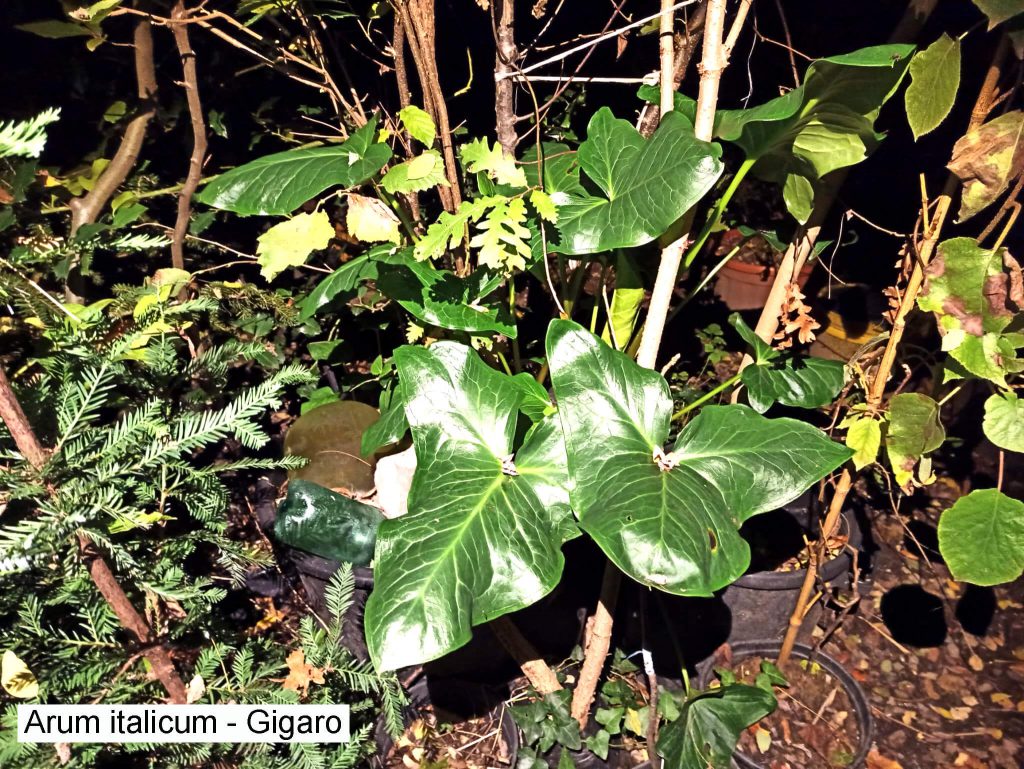 Arum italicum - Gigaro