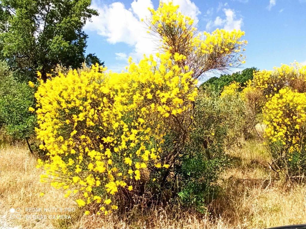 Spartium junceum - ginestra comune