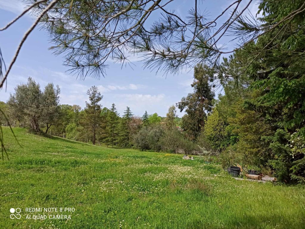 Giardino botanico con prato