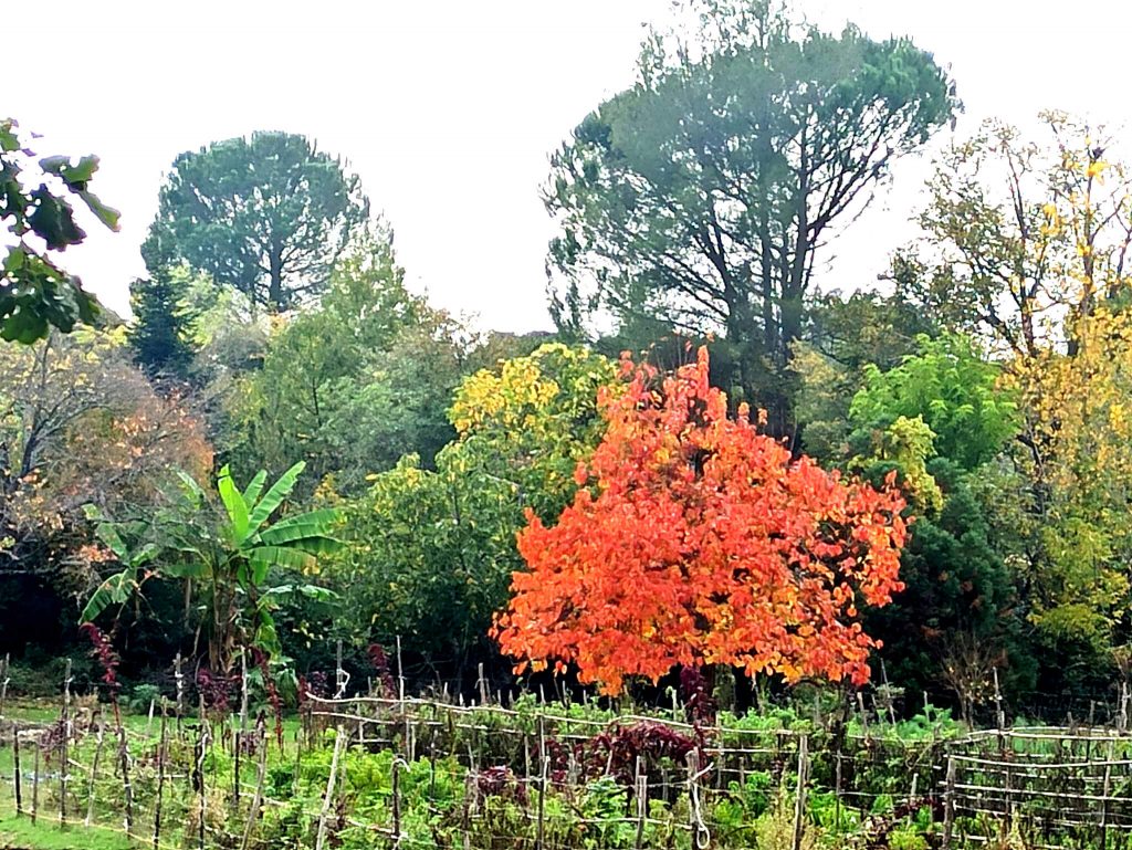 Giardino botanico in autunno 2