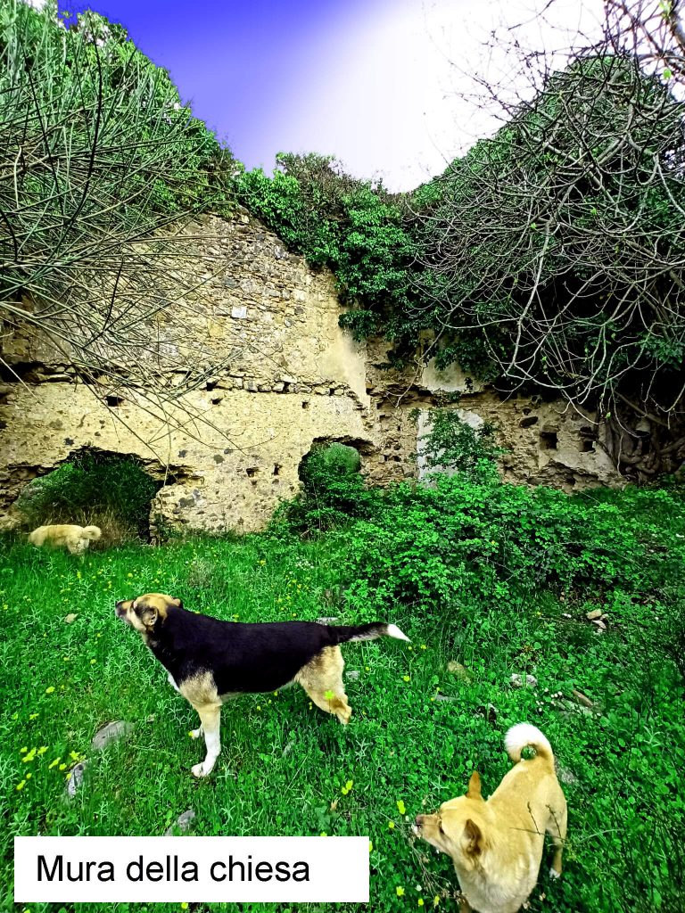 Mura della chiesa con cagnolini