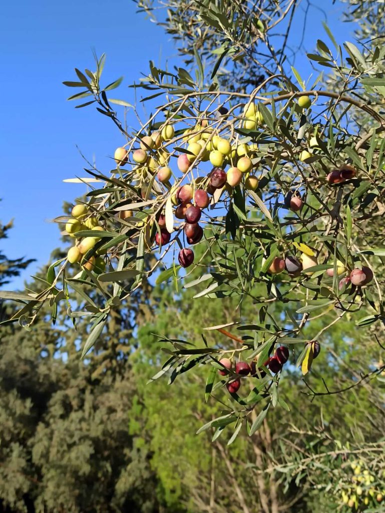 Olive varietà locale