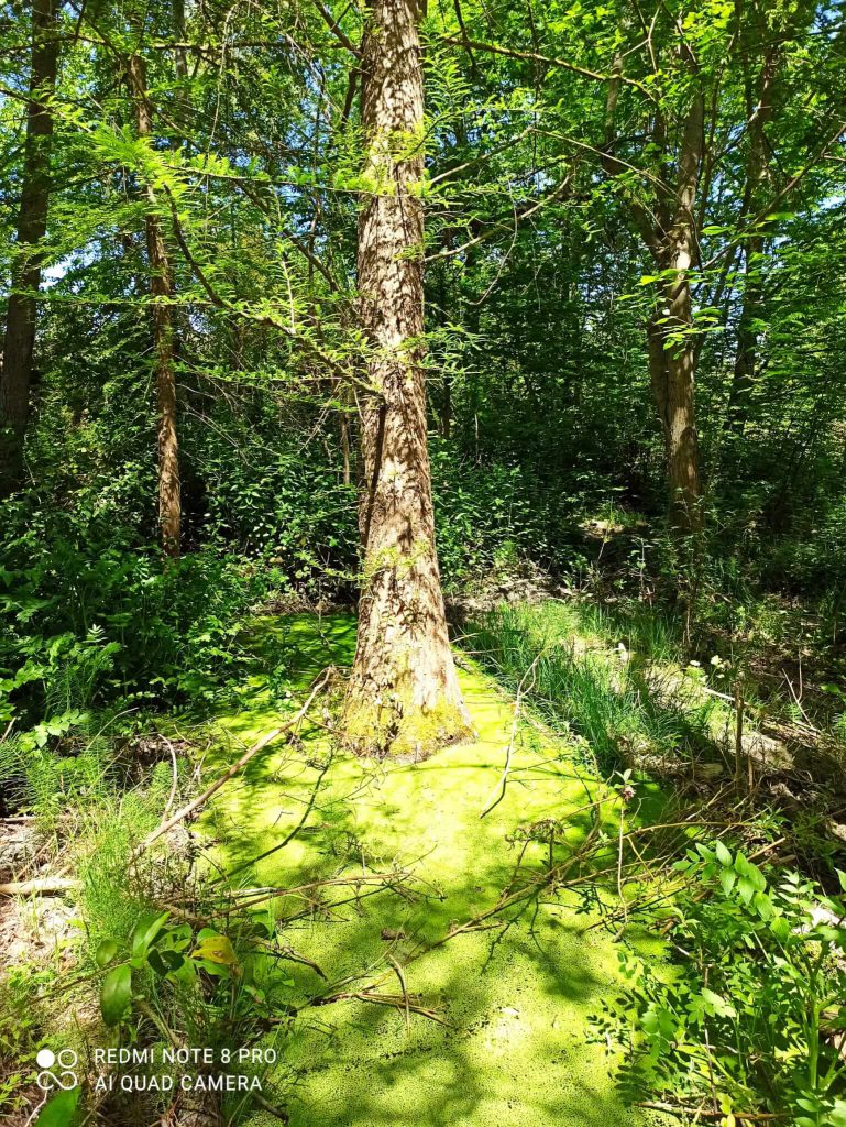 Palude con cipresso calvo