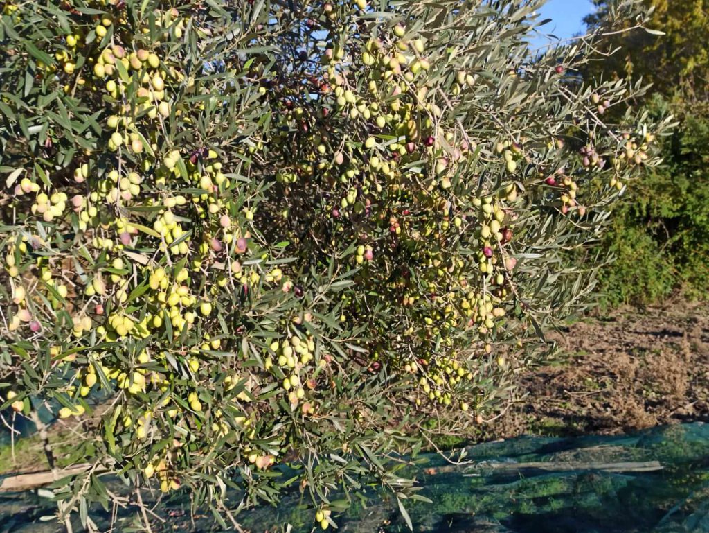 Raccolta delle olive