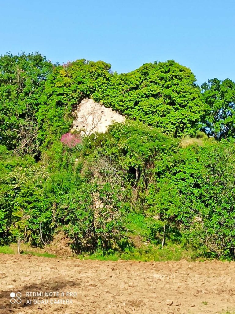 Seminativo con scorcio della certosa