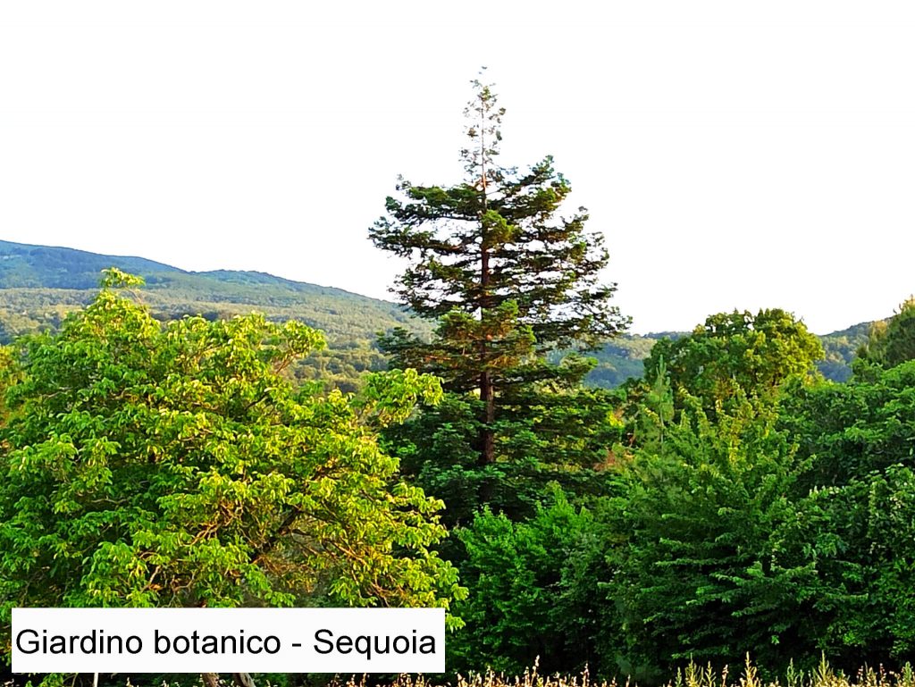 Sequoia al centro del giardino botanico