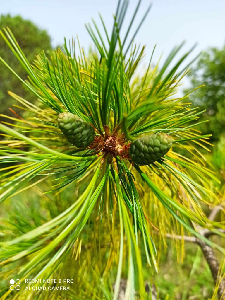 Strobili di Pinus armandii