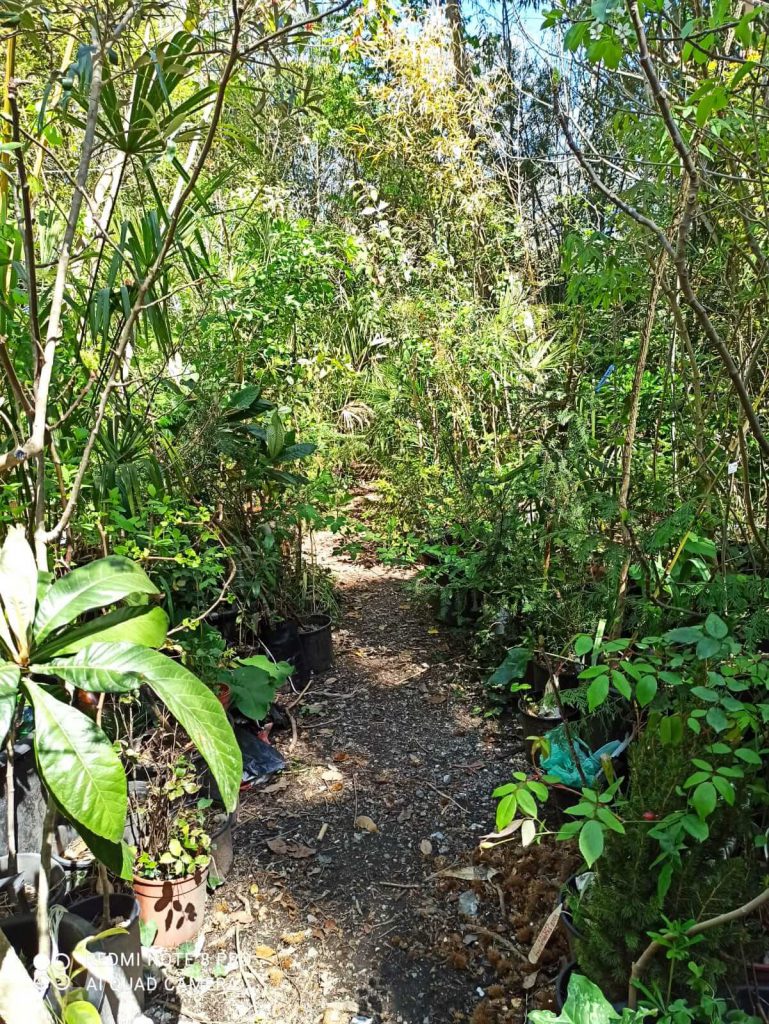 Vivaio del giardino botanico